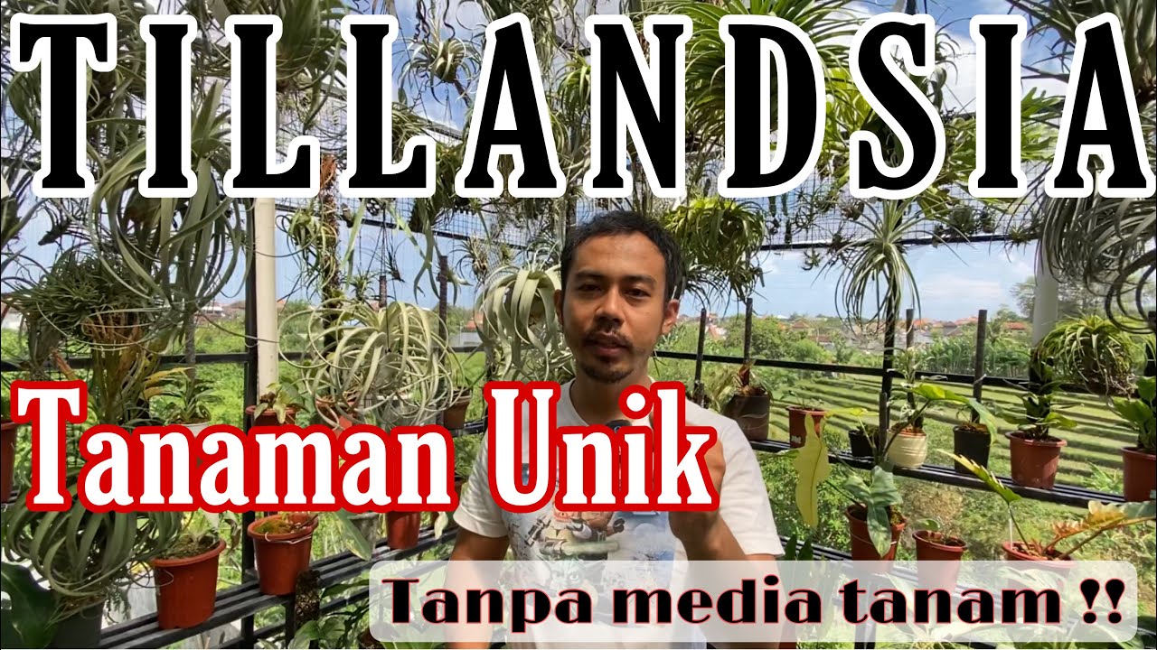 TILLANDSIA (airplants) TANAMAN UNIK tanpa media tanam bisa hidup hanya digantung!