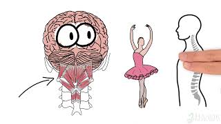 What Is Proprioception? Heidi Haavik PhD, D.C. Explains What It Is & How Subluxations Affect  Brain
