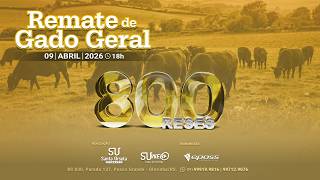 Remate de Gado Geral  - 800 Reses - 09 de Abril de 2026