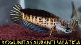 KOLEKSI CHANA AURANTI (WICAKSANAGALERY)