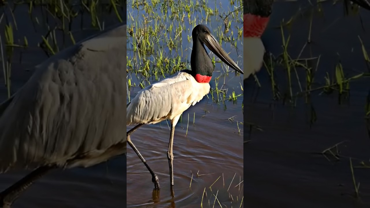 Shivamogga Mandagadde Bird Sanctuary Karnataka State Shimoga District