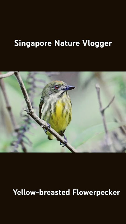 🐦 Male Yellow-breasted Flowerpecker at Panti Bird Sanctuary in Malaysia