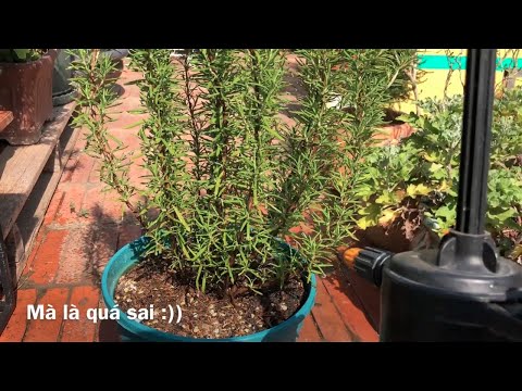 Video: Cách tưới nước đúng cách cho cây hương thảo