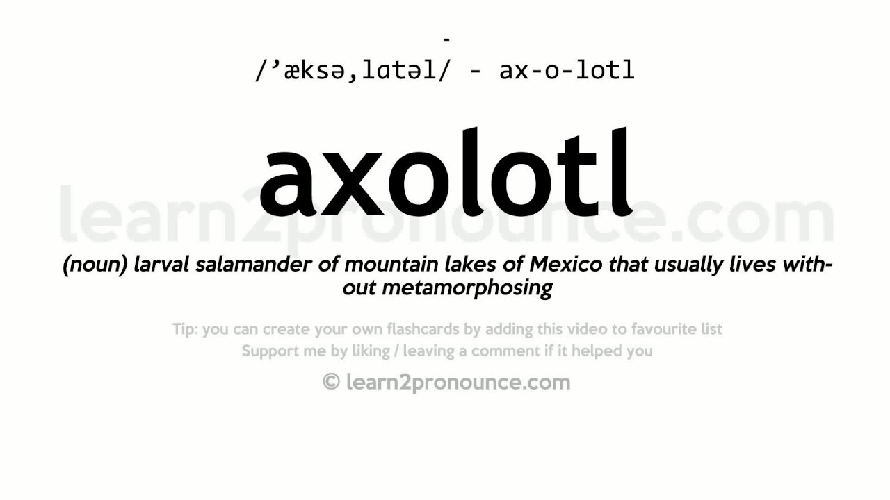 Pronunciation of Axolotl  Definition of Axolotl