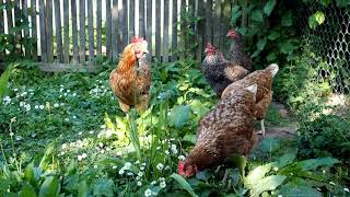 How to Keep Chickens Out Of Your Garden ❌