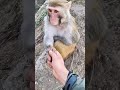Monkeys hand monkey animals foryoushorts