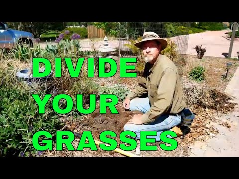 Video: Can You Divide Maiden Grass - How And When To Divide Maiden Grass Plants