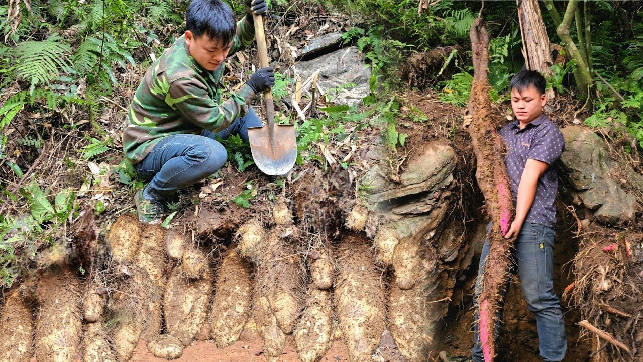 Trieu Kha followed a deep forest trail to conquer the little-known, highly valuable Giant Potato.