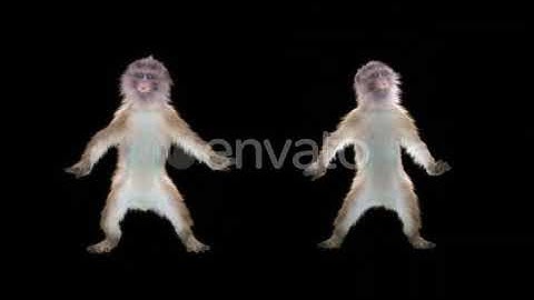 Monkey Dance HD | Motion Graphics - Envato elements
