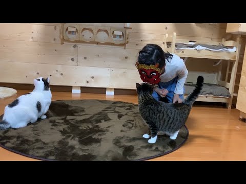 大好きな飼い主が鬼になった時の戸惑う猫の様子がかわいい