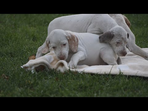 Video: Kaip Suprasti Gyvūnų Santykio Su Aplinka Pobūdį