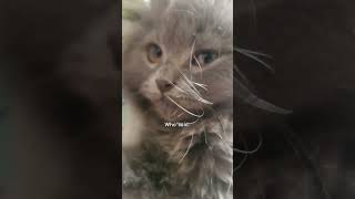 How Could A Human Look This Much Cute cat trending ytshorts kitten viral funny cute pets
