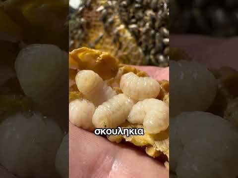 Βίντεο: Μπορούν τα σκουλήκια του κεριού να δαγκώσουν;