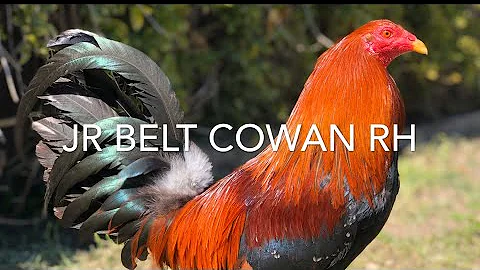 PURE JR BELT COWANS