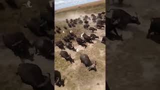 Amazing Hot Air Balloon Safari Experience With Afrishare Trekking And Safaris Tanzania