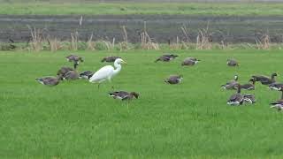 Wandeling in Deurnsche Peel met o a  ook een voederplek bij buurtbewoners aldaar