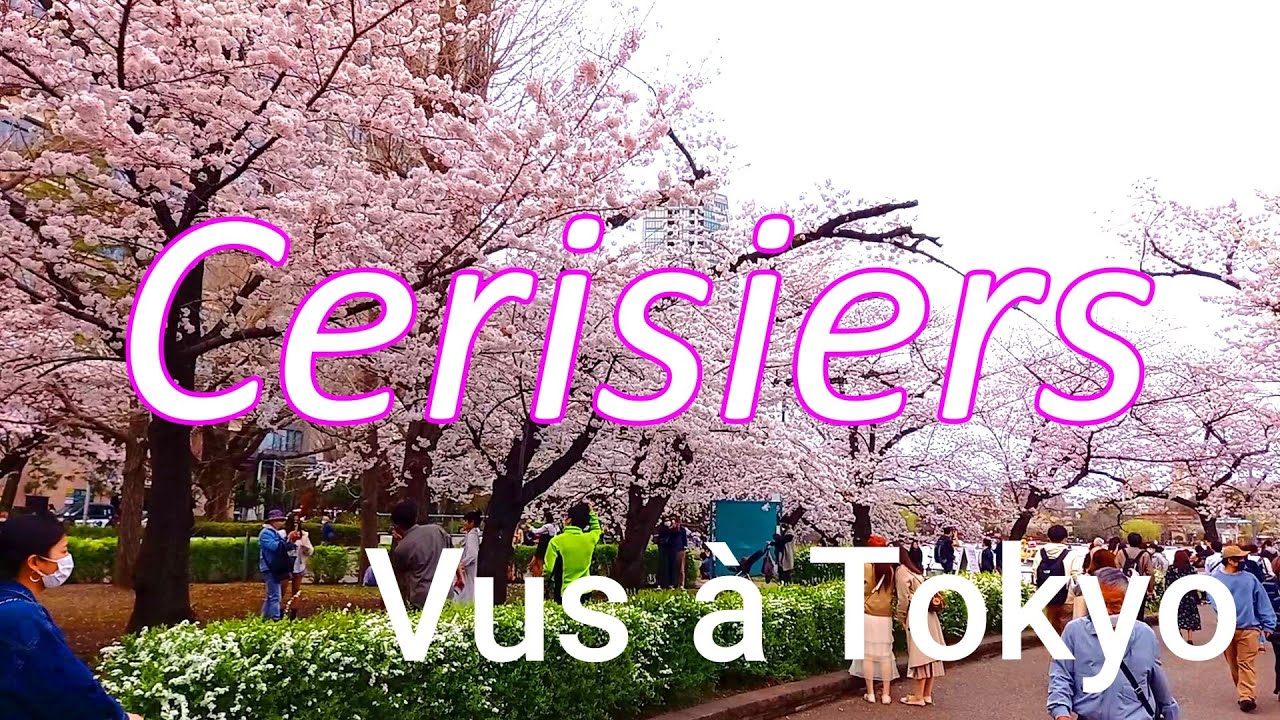 日本紹介】Cerisiers vus à Tokyo ～東京の桜～ - YouTube