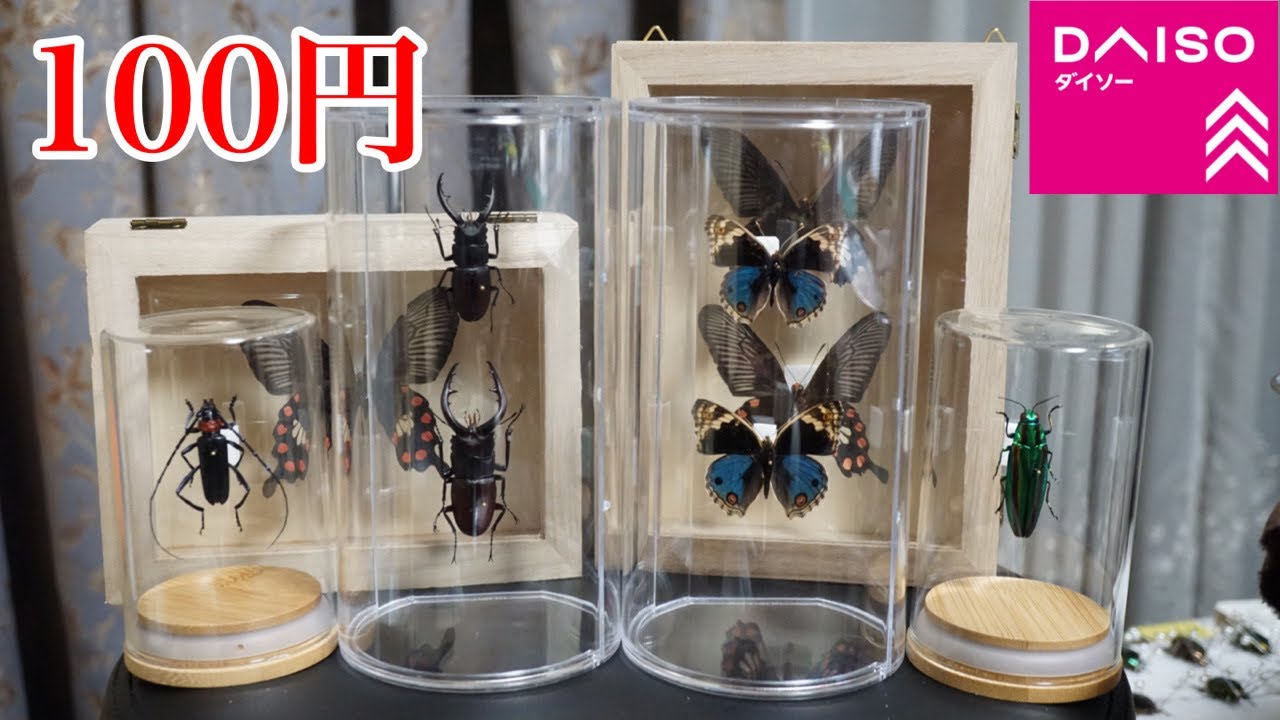 【昆虫標本】100均の商品で標本展示に使えそうなアイテムを紹介します。