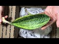 Unboxing Sansevieria Masoniana Whale Fin