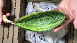 Unboxing Sansevieria Masoniana Whale Fin