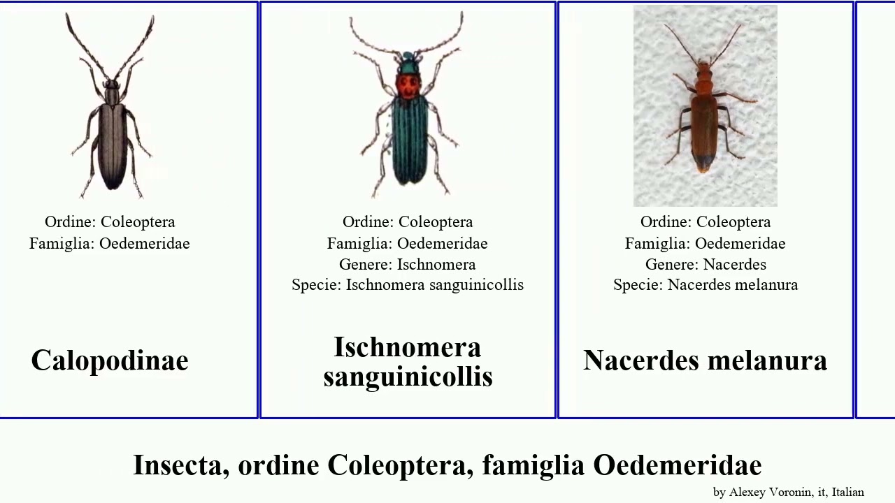 Insecta, ordine Coleoptera, famiglia Oedemeridae bicolor ruficollis Oedemera Asclera rufofemorata