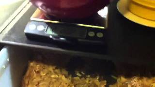 Ball python weigh in