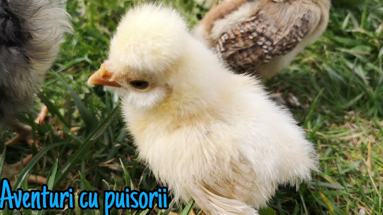 Aventuri cu puisorii (Chicken update) - ep. 1