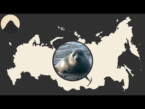 Vídeo: On Conèixer El Segell Baikal