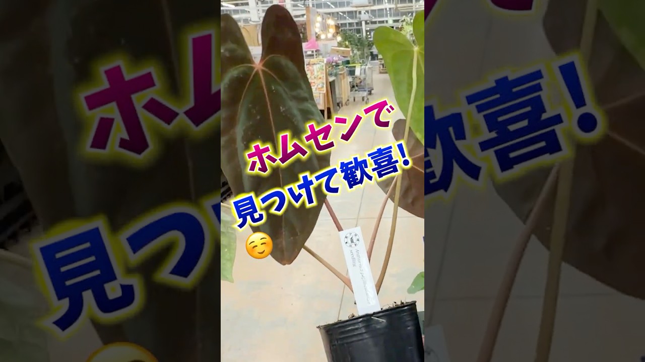 アンスリウム 大鉢 新潟県 お引取りのみ Thrilled to find this at the garden center☺️ The soaringly