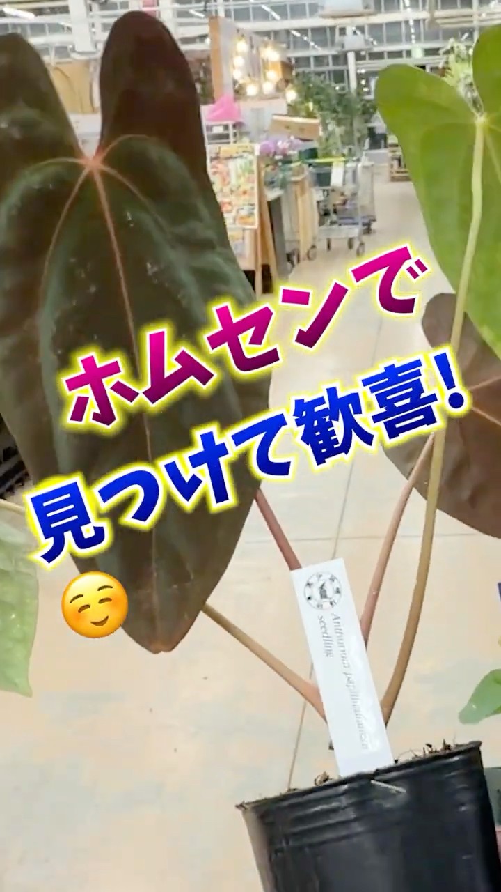 k0312-36★CD 洋楽 ジャンル色々 RED AUNTS 等まとめて10点 Thrilled to find this at the garden center☺️ The soaringly