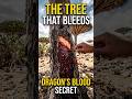 The Tree That Bleeds: Dragon's Blood Secret #absolutescience #dragonbloodtree #ancienttrees