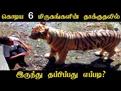 கொடிய 6 மிருகங்களின் தாக்குதலில் இருந்து தப்பிப்பது எப்படி? | How to Survive 6 Wild Animal Attacks