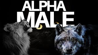 The Alpha Male Animals in the World: Dominance Hierarchy