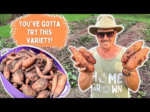 Wideo: Rodzaje słodkich ziemniaków - Uprawa różnych odmian słodkich ziemniaków