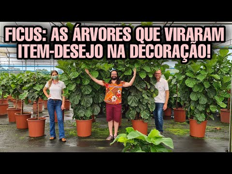 Vídeo: Divisão de Árvore de Ficus – Quando Dividir Uma Grande Árvore de Ficus