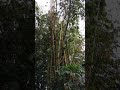 Bamboo flowering in indonesia  1