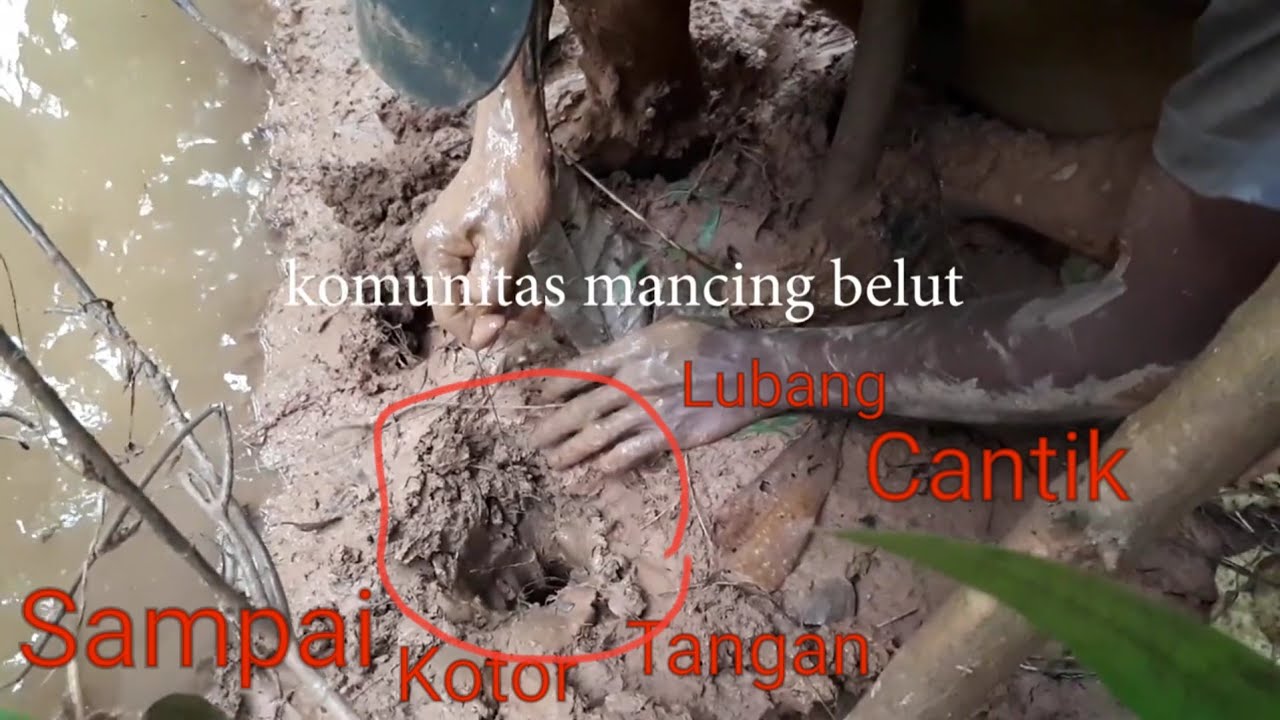 Pergulatan sengit belut besar