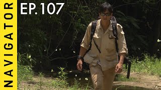 เนวิเกเตอร์ EP.107 งานวิจัยเสือ สัตว์ผู้ล่าแห่งป่ามรดกโลก ตอนที่ 1