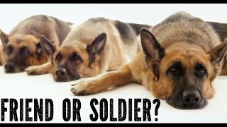 German Shepherd Dog Documentary #animalfacts #