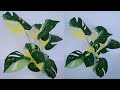 Tutorial Monstera Variegata dari Plastik Kresek Bekas//Janda Bolong