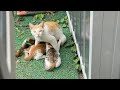 ごはんを下さい‥と突然庭に現れた親子猫【梅雨物語#1】A family of cats coming to the garden in search of food.