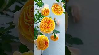 Beautiful Flower Juliet Rose #Flowers #Rose #Garden #Shorts #Viralvideo