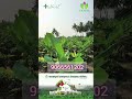 வாழையில் ஆரோக்கியமான வளர்ச்சிக்கு#microbi #drsoil #biofertilizer #8148407212 #soilph #natural#soilph