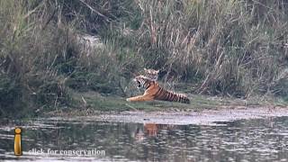 Land of Tiger's - Bardia National Park, Nepal