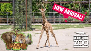 Reid Park Zoo Welcomes Giraffe Calf