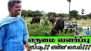 எருமைகள் வளர்த்தா என்ன கிடைக்கும்னு பாருங்க buffalo breeding and cattle tamil