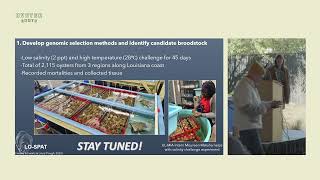 Breeding oysters for extreme low salinity