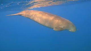 WHICH IS WHICH: Manatee or Dugong? | Oceana