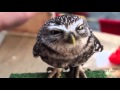 Сова она такая . Good video with home owls.