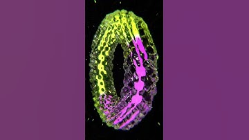 Liquid Loop - Neon Edition #3d #3dart #art #b3d #blender